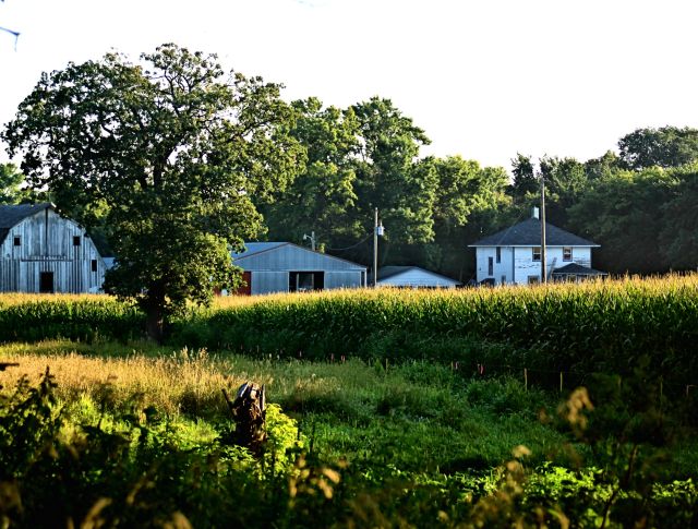 a farmplace in summer